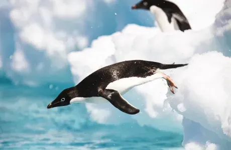 一只企鹅从冰上跳入水中