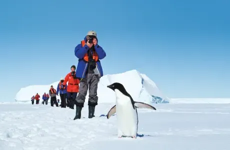 游客给企鹅拍照